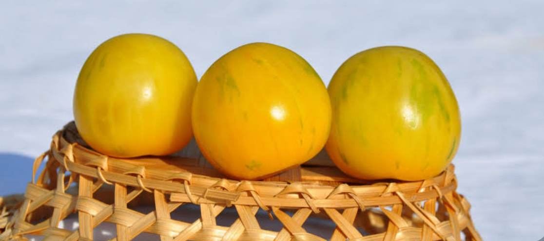 Помідор Вернісаж Жовтий