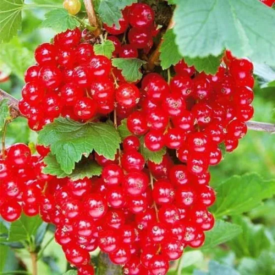 Порічка Гіганта