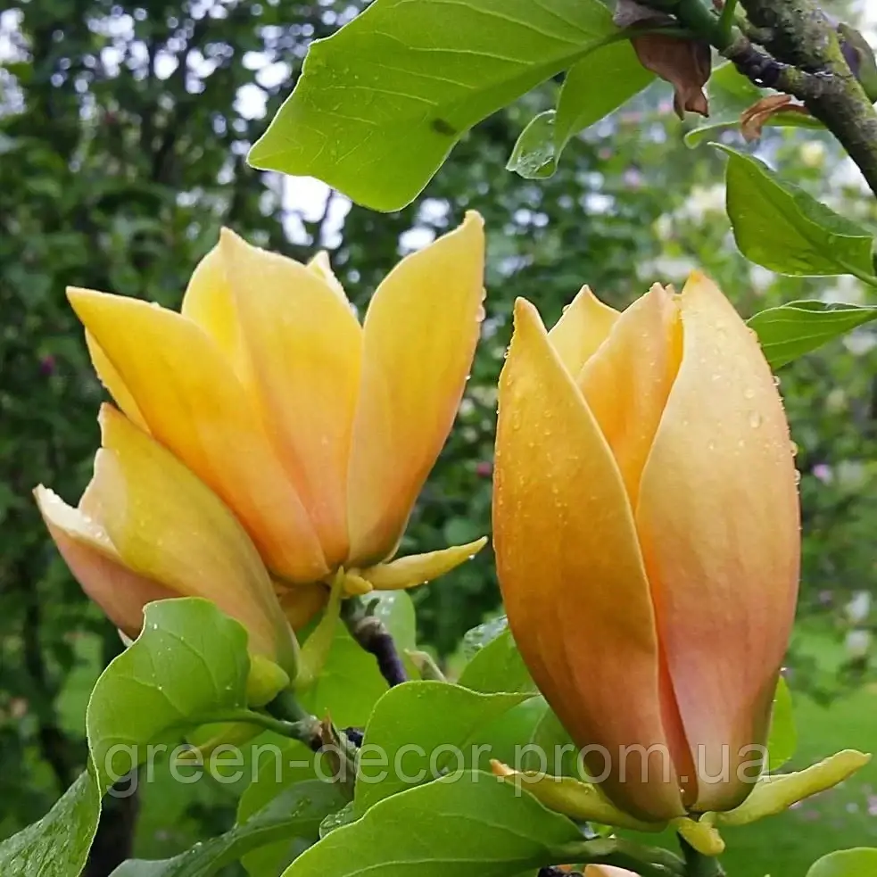 Магнолія 'Judy Zuk' (Magnolia 'Judy Zuk') 90-120 С7,5