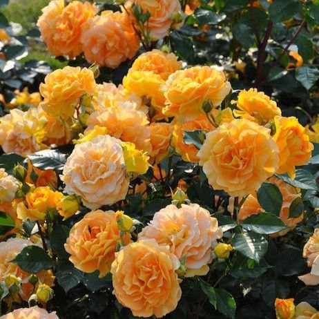 Голдельзе (Goldelse)