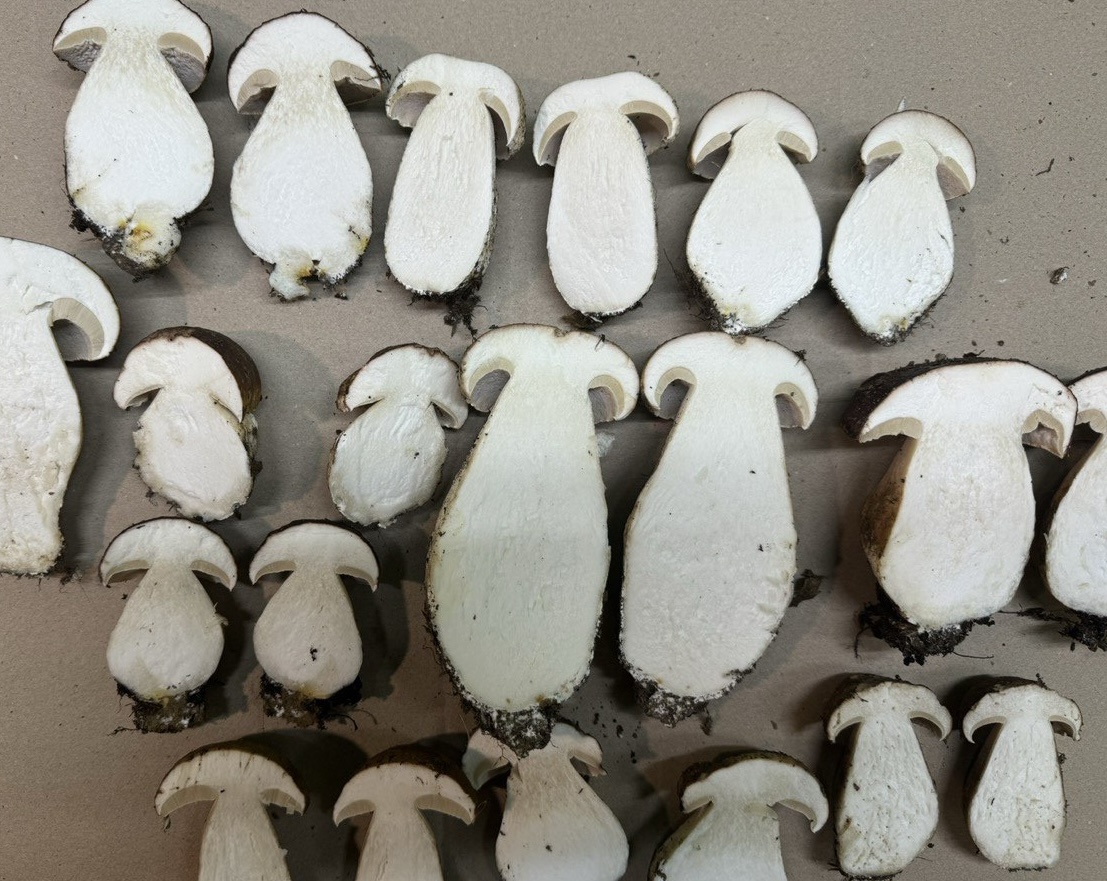 Frozen White Mushrooms