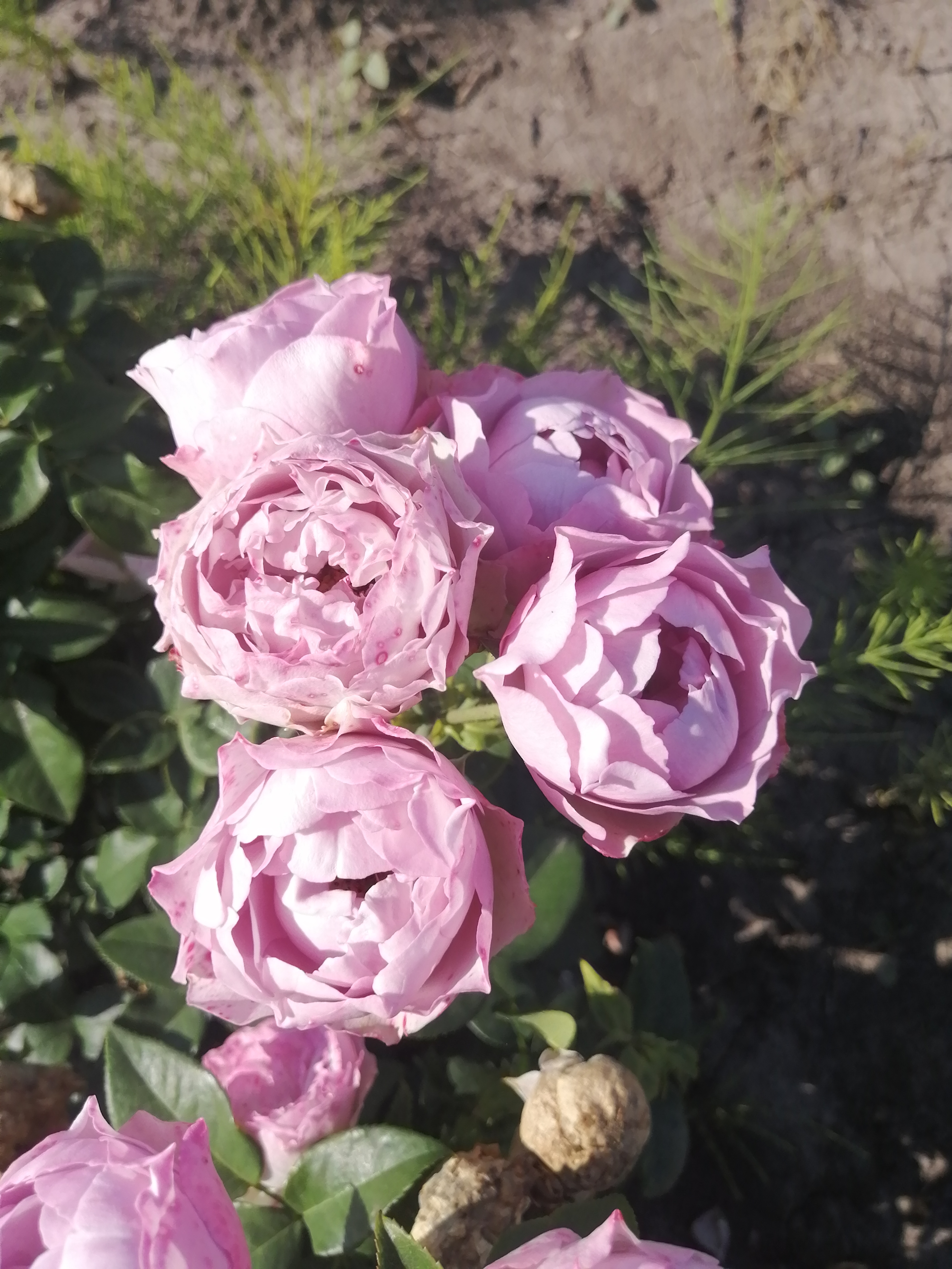 ЛАВАНДЕР БАБЛЗ( Lavander Bubbles) сучасний великоквітковий спрей