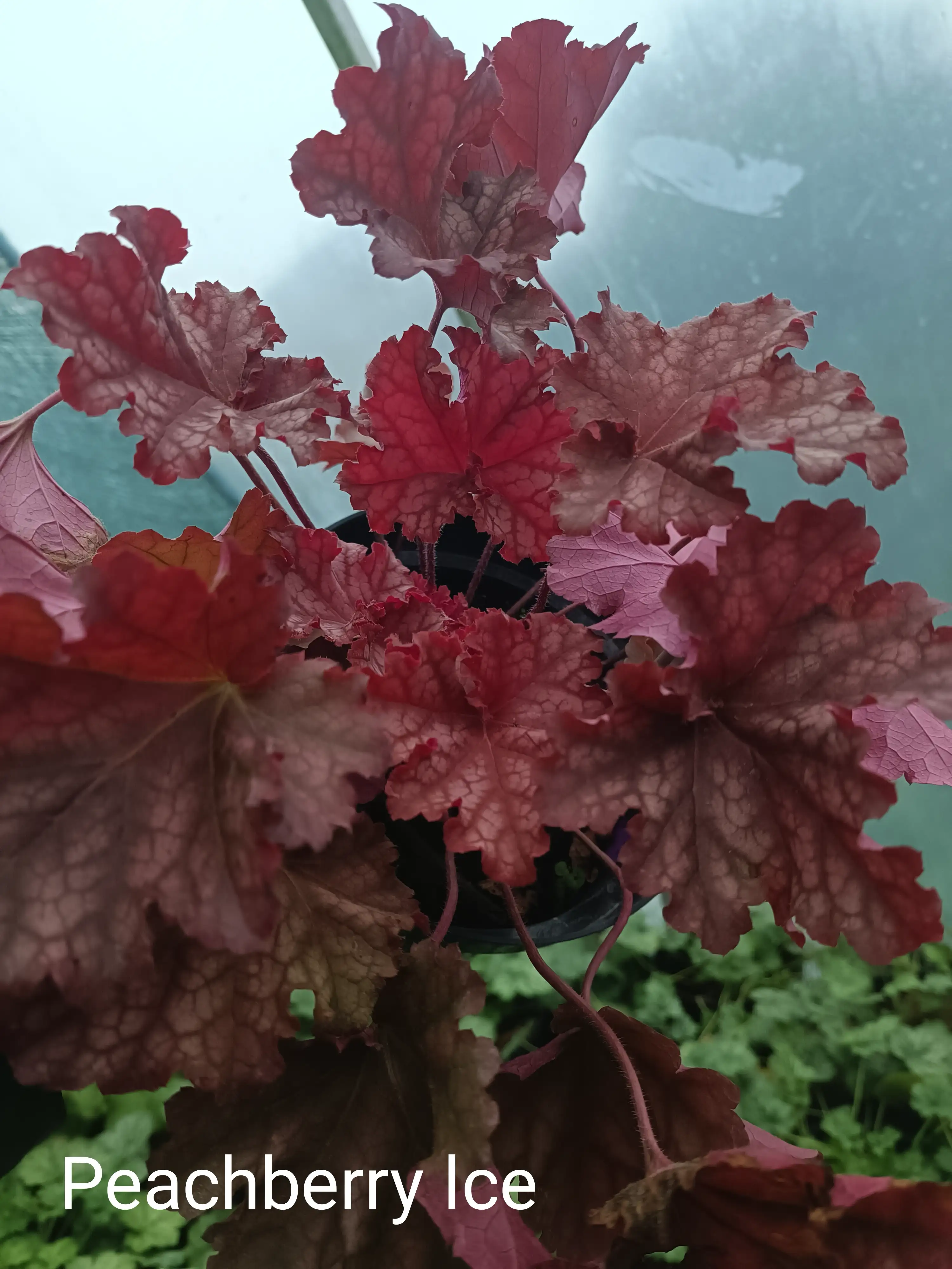 Гейхера Peachberry Ice у горщику 2л