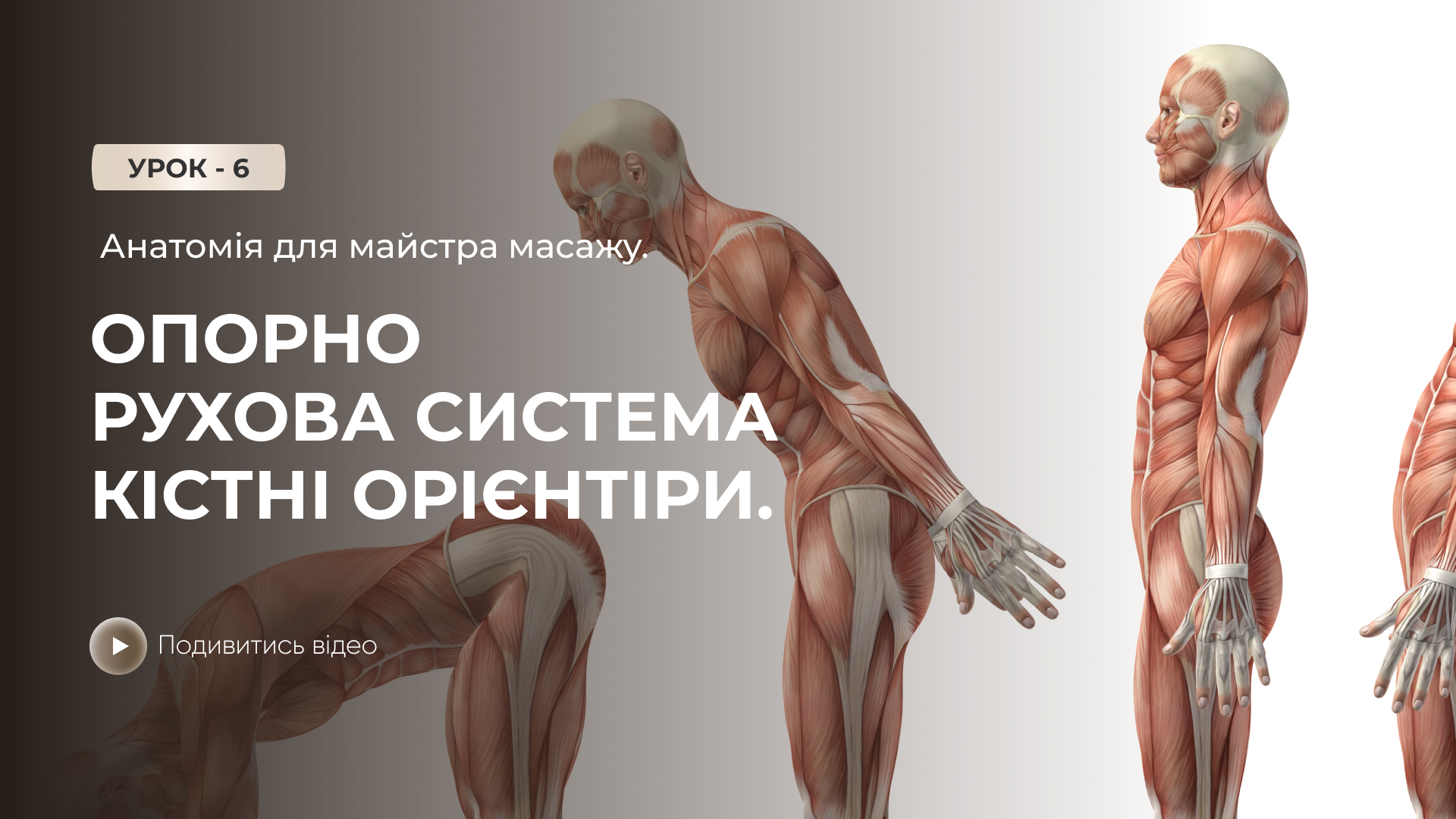 Онлайн-урок: Анатомія для майстра масажу. Опорна рухова система. Кісткові орієнтири