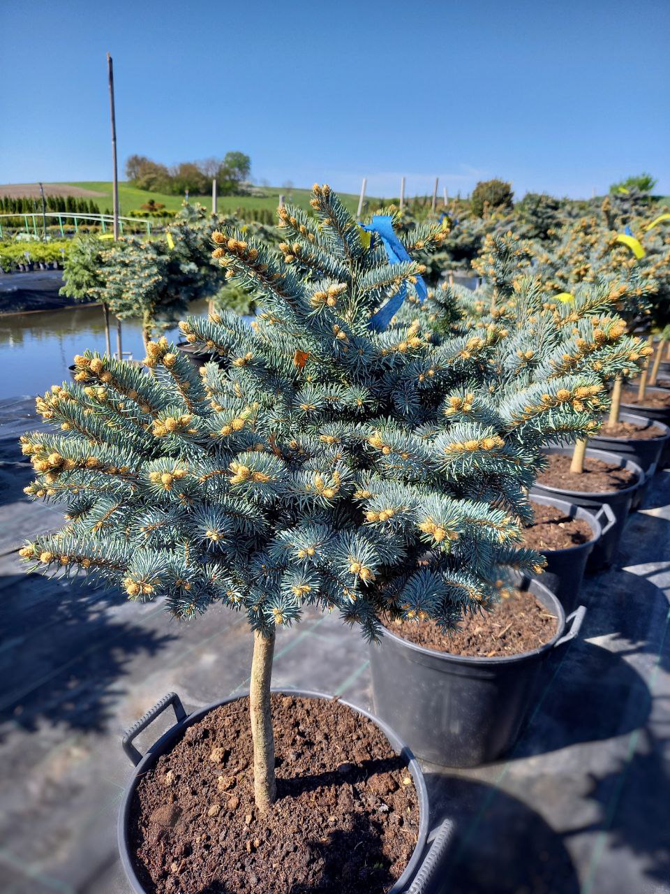 Ялина Glauca Globosa штамб (Ра)