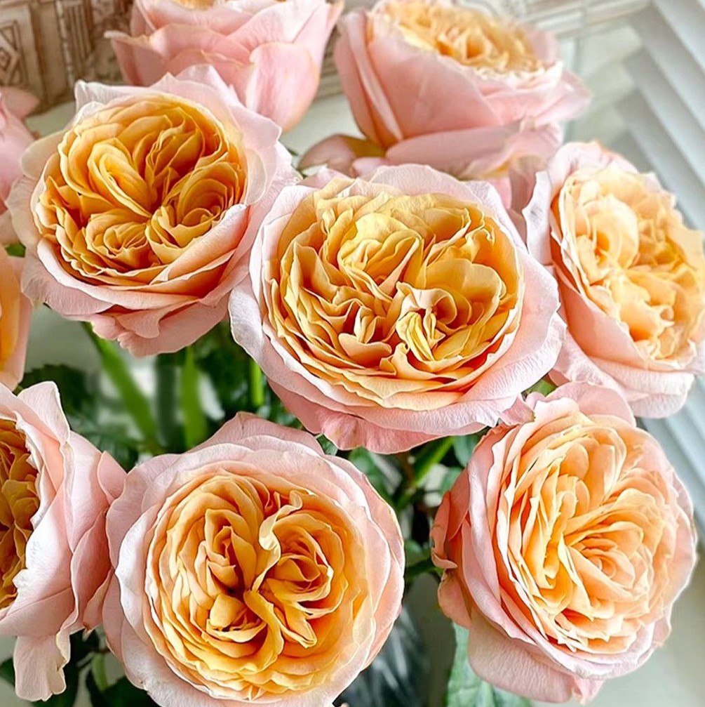 Імеджин (Imagine)