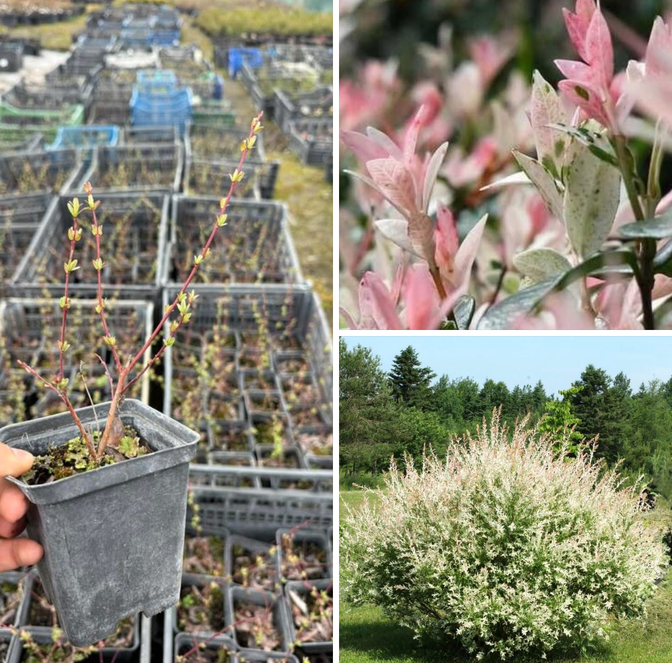 Верба хакуро р9