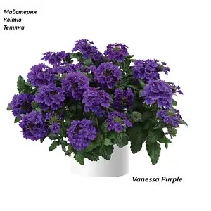 Вербена Vanessa Purple (касетна розсада).