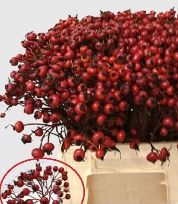 🌹 Троянда "Magical Delight"