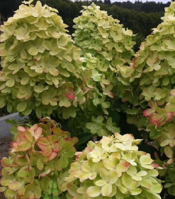 🌸 Гортензія волотиста 