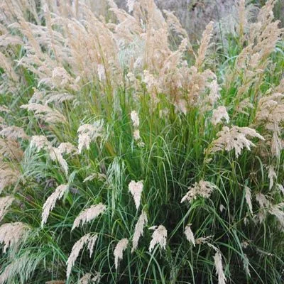 Вейник коротковолосистий