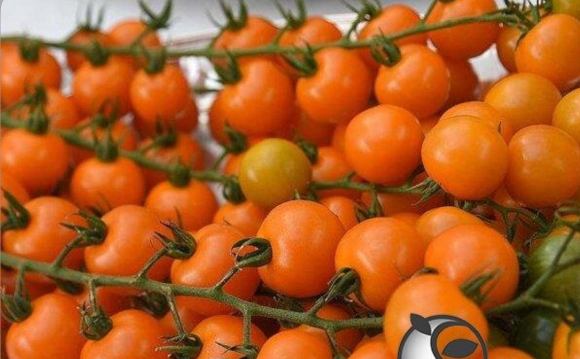 Помідор оранж олів 10 насінин