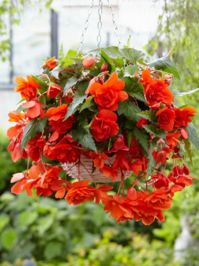 Бегонія ампельна Illumination Orange (в горщику р.11)