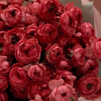 ДЖУЛІЄТ РАСПБЕРРІ (Juliet Raspberry) великоквітковий спрей