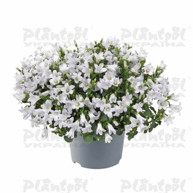 Кампанула persicifolia Zenn White (  в горщику )