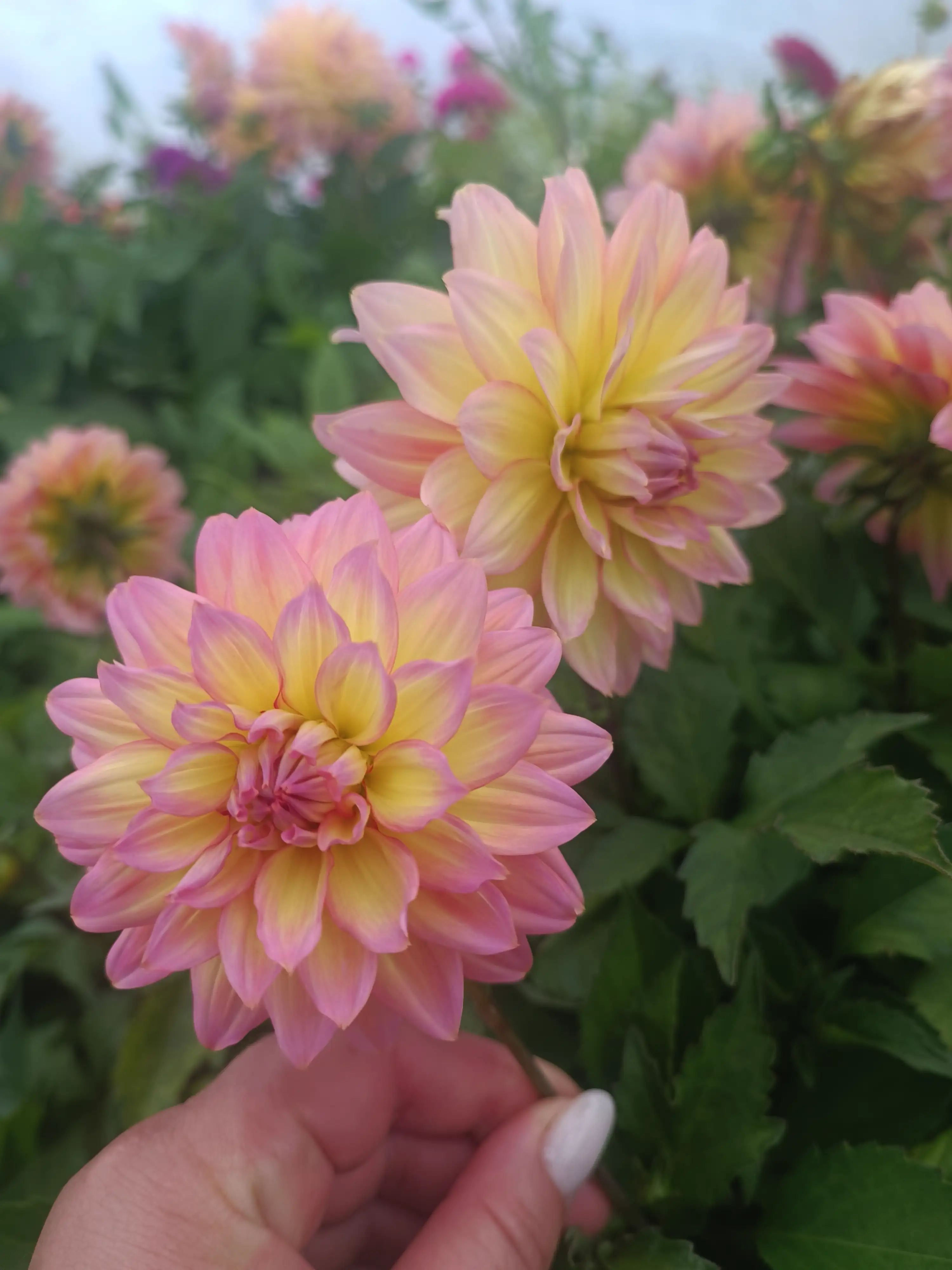 Жоржина Dalina Maxi Peach (касетна розсада)