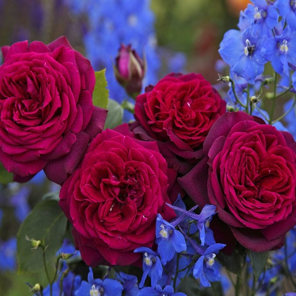 Графиня Діана — Gräfin Diana