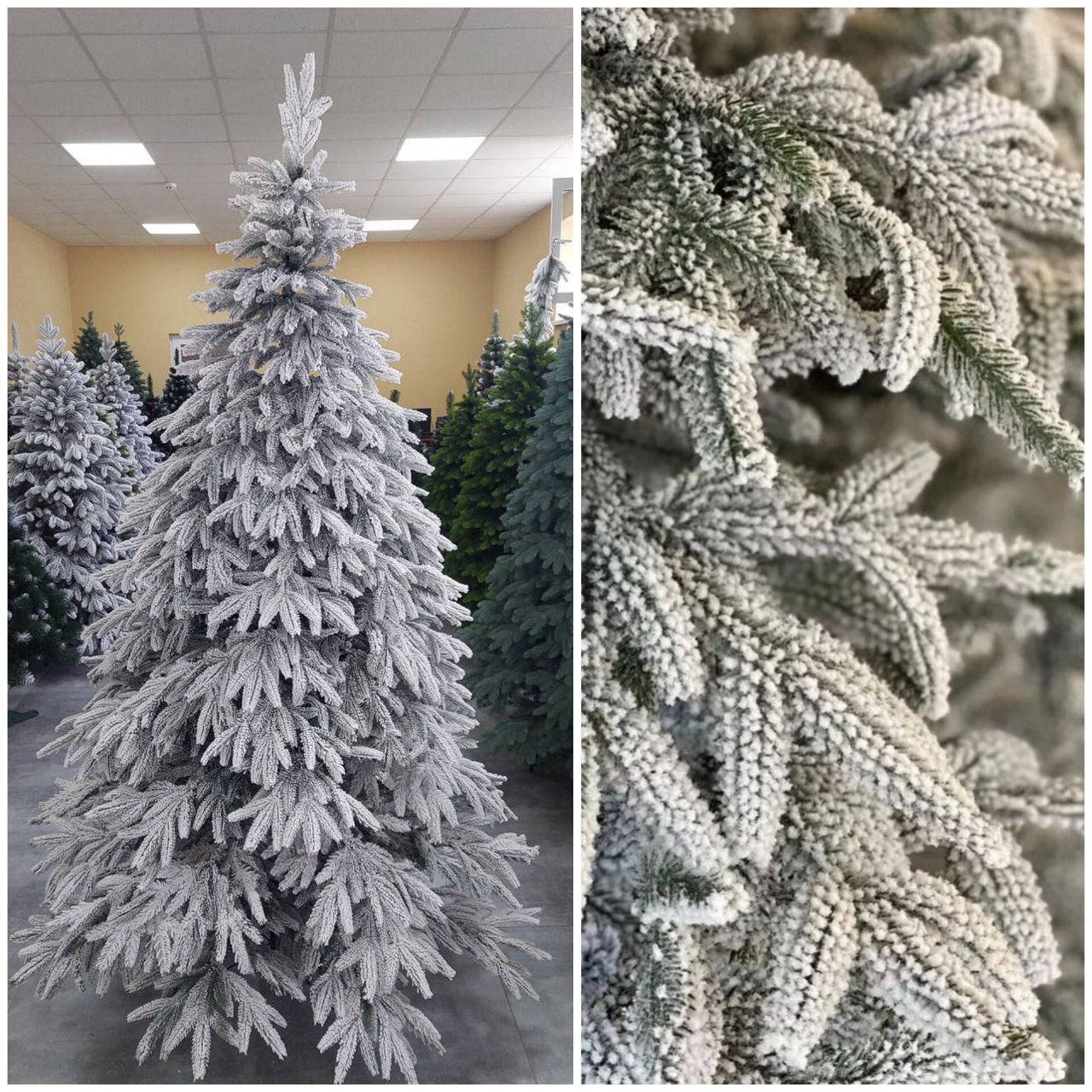 Смерека лита засніжена