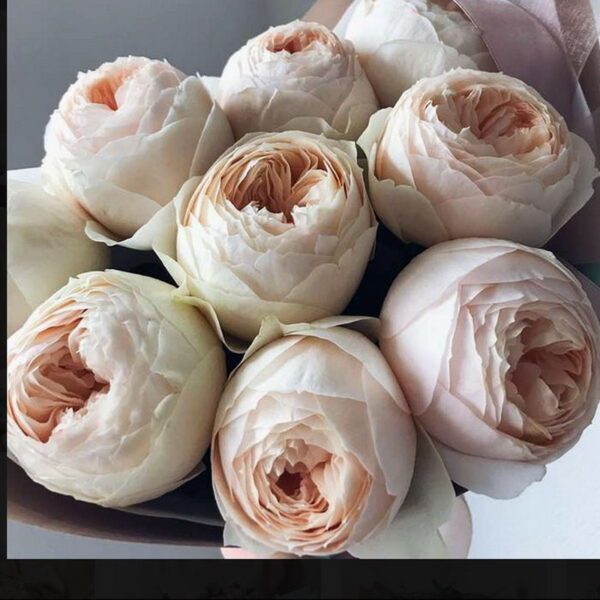 Емма Вудхаус — Emma Woodhouse