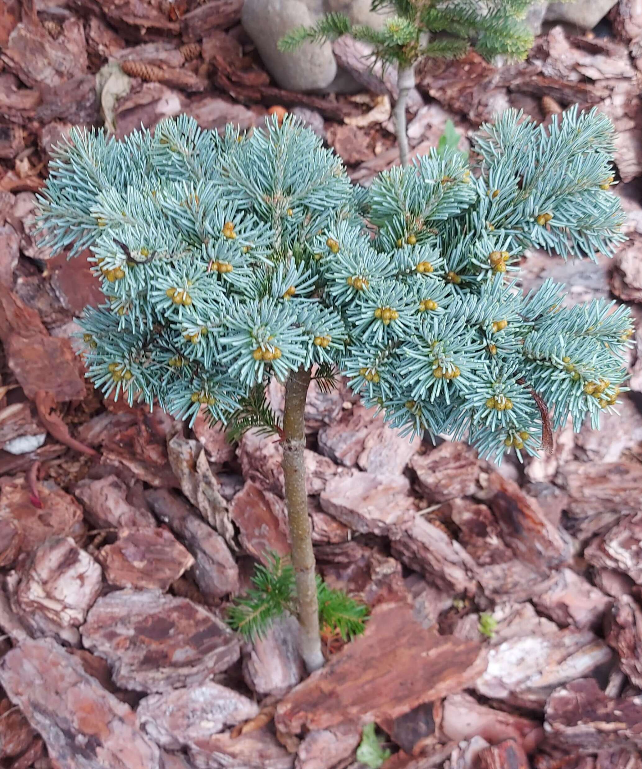 Ялиця гірська 'Цвіков' (Abies lasiocarpa 'Cvikov')