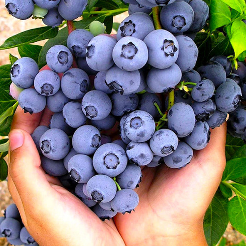 Лохина Бонус