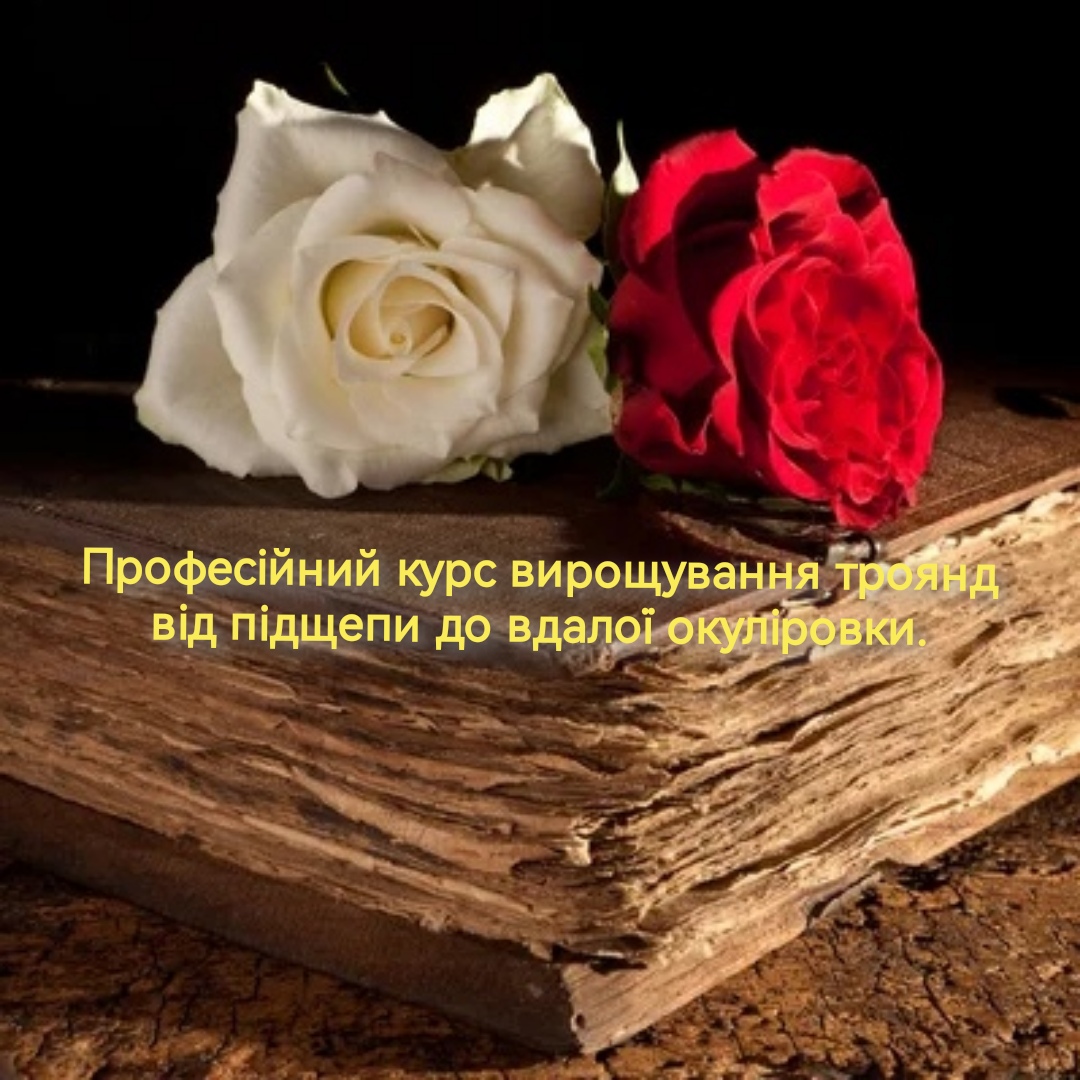 Професійний курс вирощування троянд від підщепи до вдалої окуліровки. 50 шт 6 мм