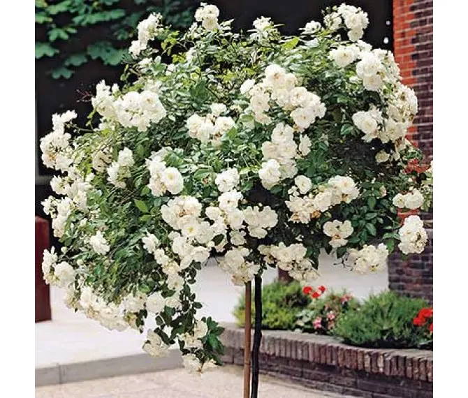 Троянда на штамбі Шопен