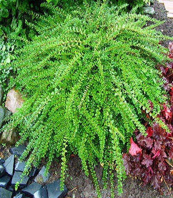 🌿 Жимолость шапочна