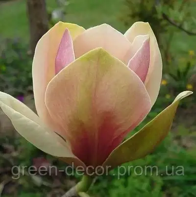 Магнолія brooklynensis 'Woodsman' (Magnolia brooklynensis 'Woodsman') — 70-100, C5