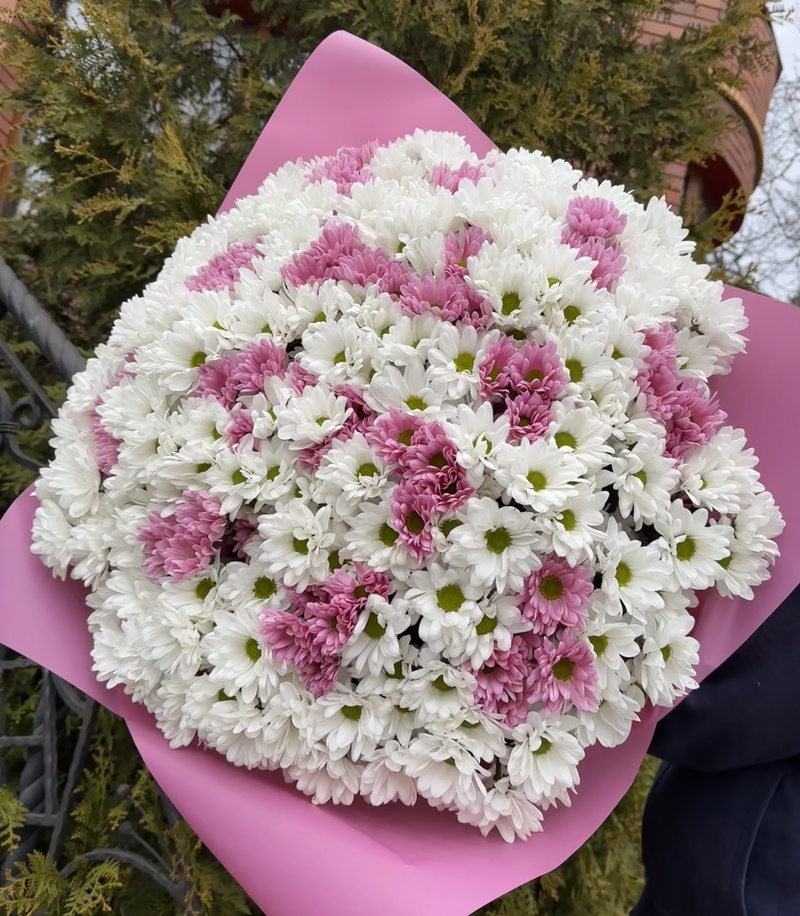Букет з 51 білої та рожевох хризантеми Ромашка