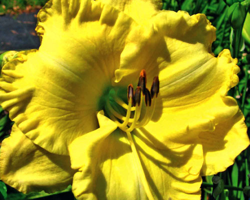 Лілейник №55 Бай Майселф - Hemerocallis By Myself