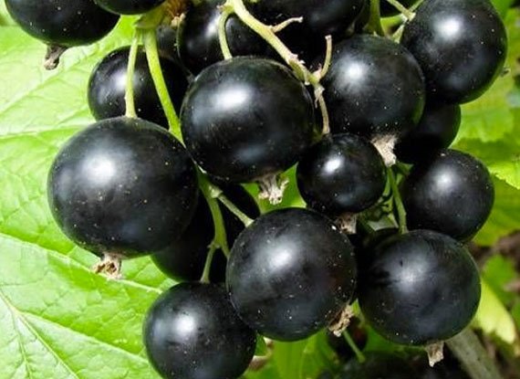 Смородина Ювілейна Копаня