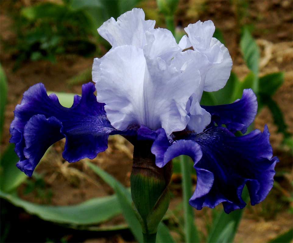 World Premier (Уорлд Премьер)