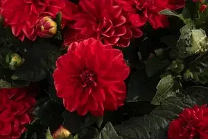 Жоржина Dalina MIDI Samos (касетна розсада)