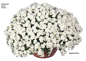 Хризантема ампельна Skyfall White (касетна розсада)