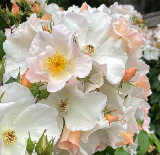 Саллі Холмс (Sally Holmes)