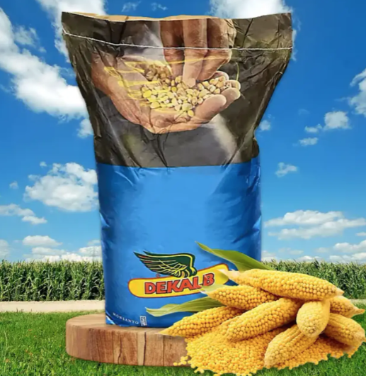 Насіння кукурудзи ДКС 3939 Монсанто ФАО 320 Кукурудза високої врожайності