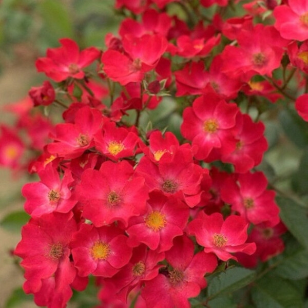 Поппі Роуз — Poppy Rose