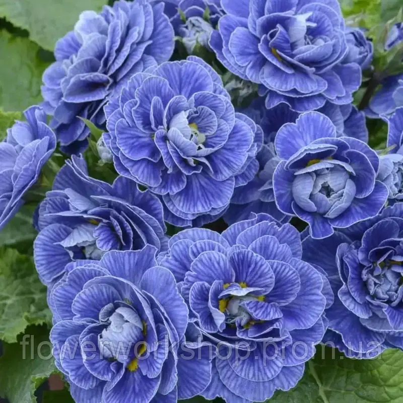 Примула Belarina Baltic Blue ( в горщику )