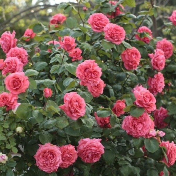 Ді Ді Бріджуотер — Dee Dee Bridgewater