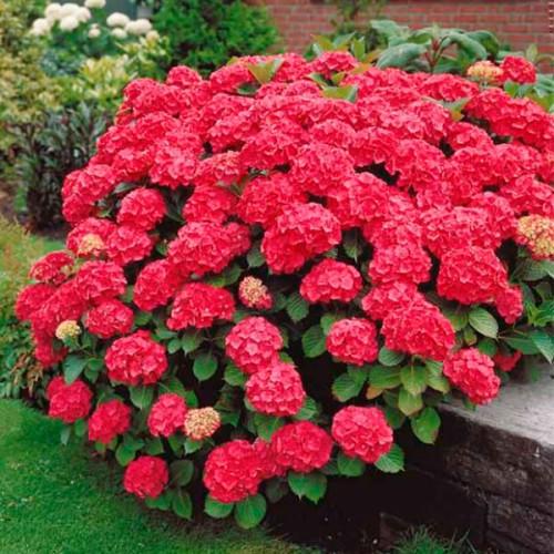 🌺 Гортензія широколиста 'Red Barron' (Hydrangea macrophylla 'Red Barron') в касеті