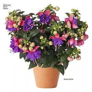 Фуксія Aretes Colmar (касетна розсада)