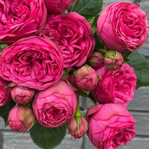 Троянда англійська Пінк Піано