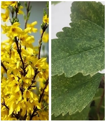 🌼 Форзиція "Lednogora"