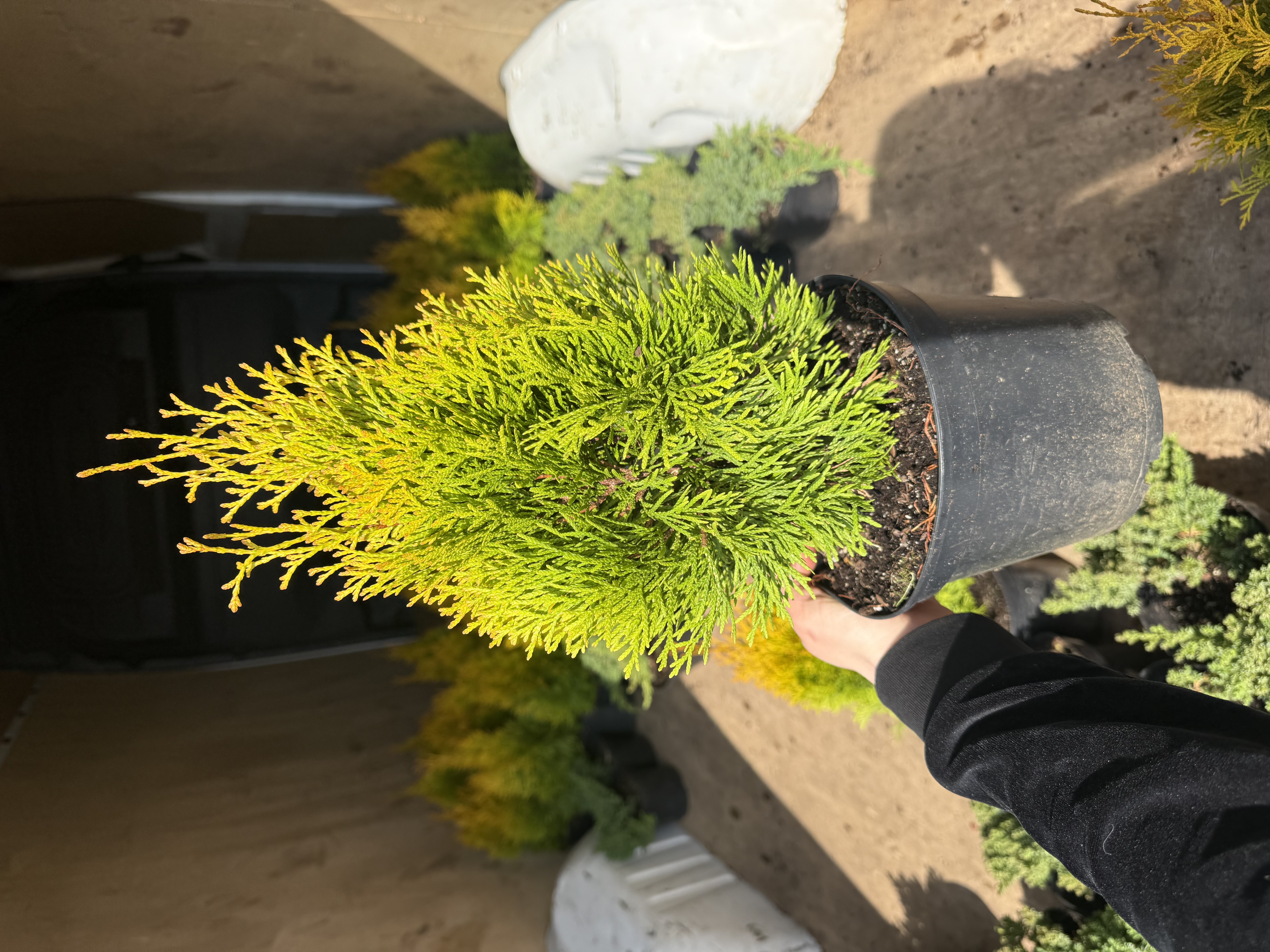 Туя голден смарагд 2 л