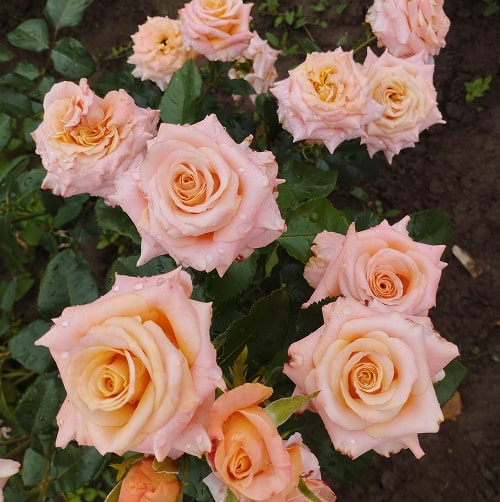 Шиммер (Shimmer)