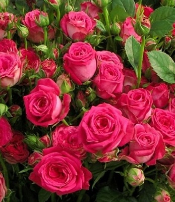 🌹 Троянда спрей "Меджик Пепита"