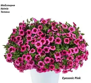 Калібрахоа Eyeconic Pink (касетна розсада)