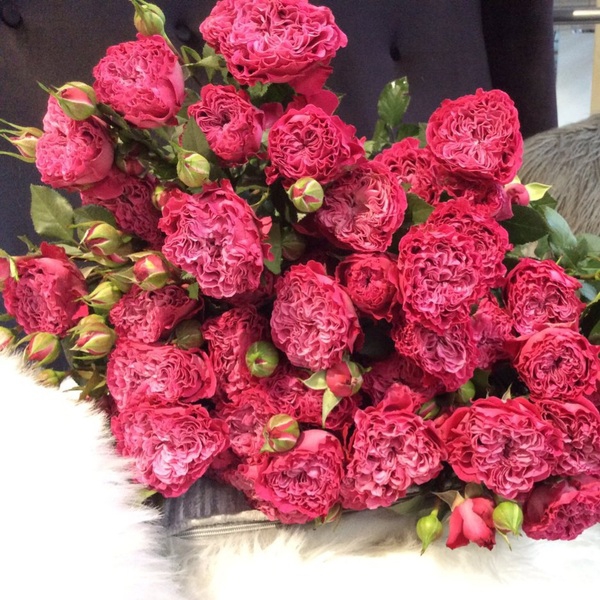 Вувузела Меджик — Vuvuzela Magic