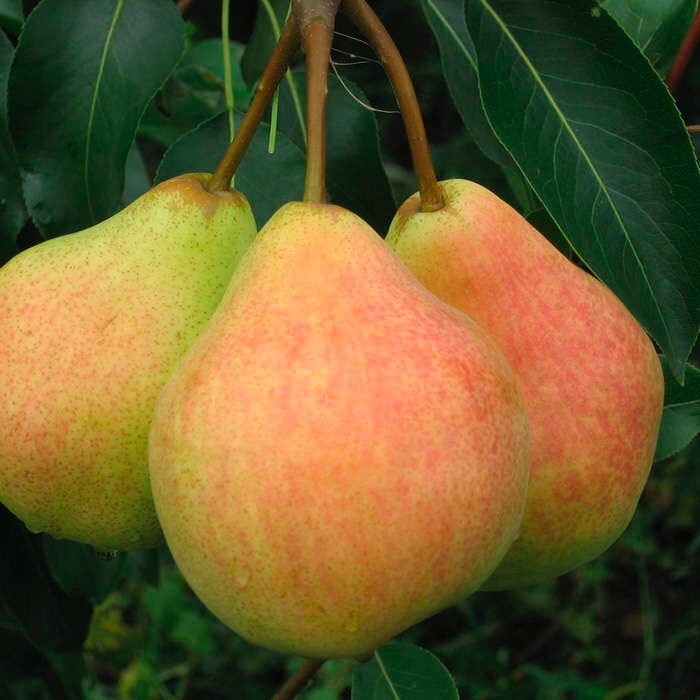 Груша Денізе